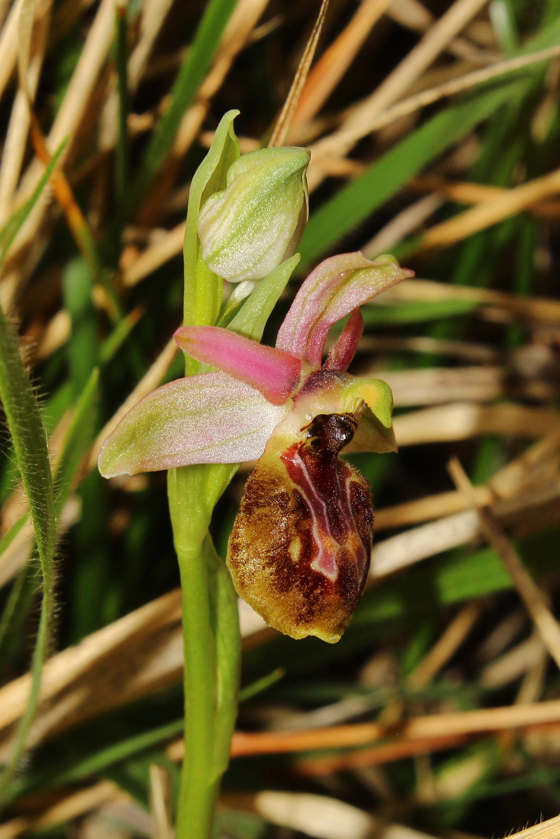 Ophrys exaltata subsp. montis-leonis - variabilit